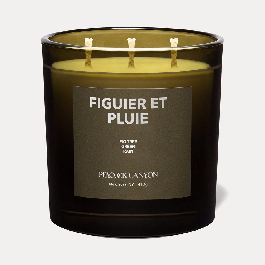 Figuier et Pluie